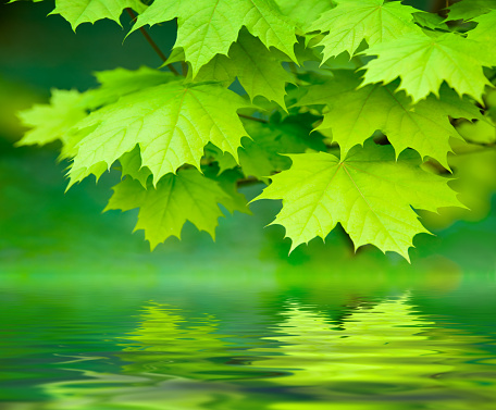 Reflection of maple twig with green leaves on water