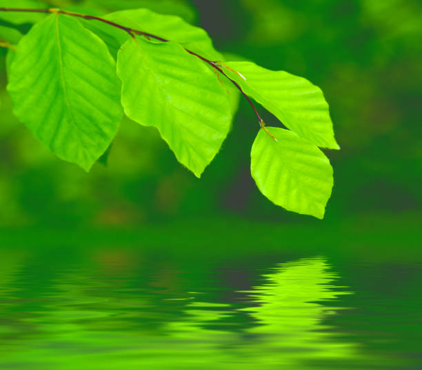 istock Reflection of beech twig with green leaves on water 1300544244