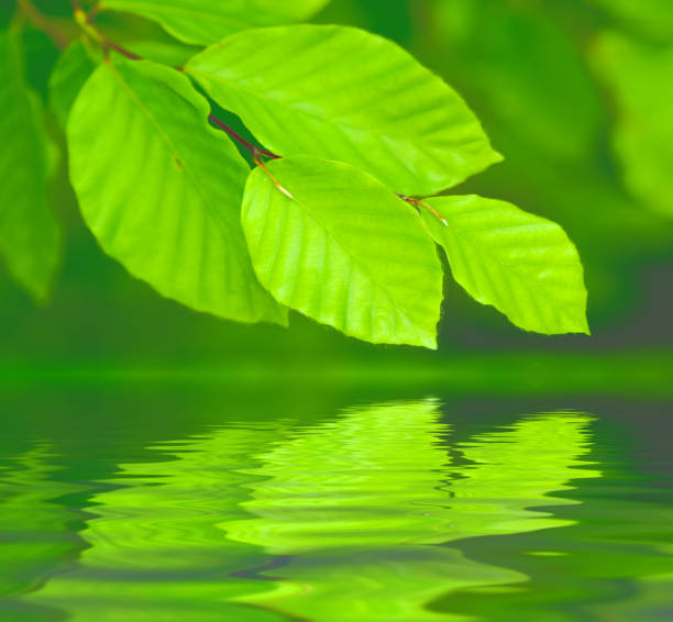 istock Reflection of beech twig with green leaves on water 1300544249