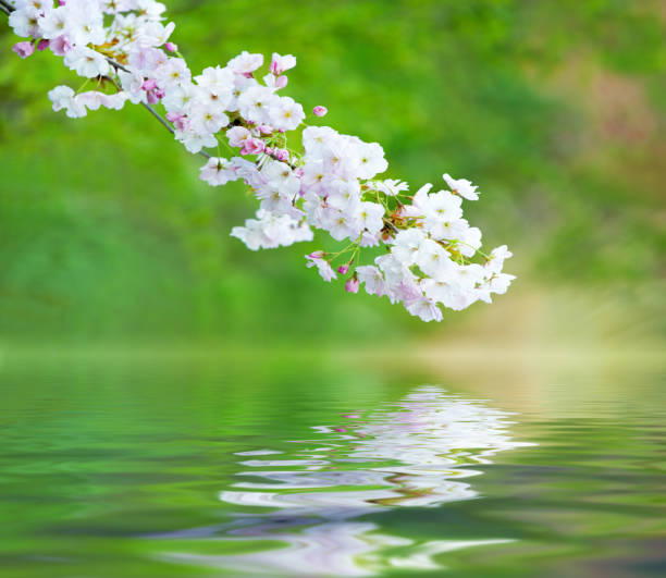 istock Reflection of cherry twig with white blossoms on water 1300544267