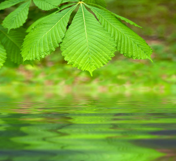 Reflection of chestnut twig with green leaves on water