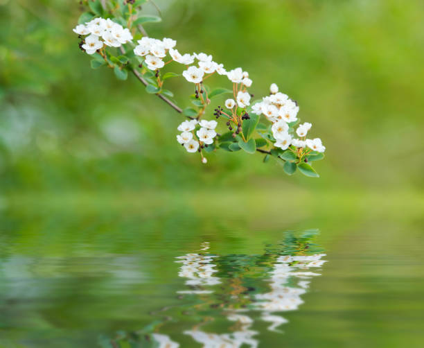 Reflection of cherry twig with white blossoms on water