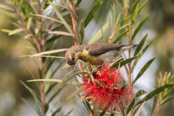 istock Female Purple sunbird (Cinnyris asiaticus) 1300544402