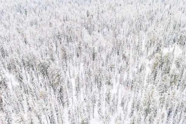 Aerial drone view of the forest in winter. Winter landscape with fir trees in snow from above.