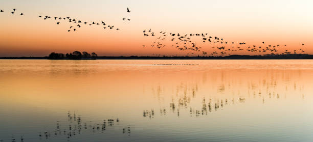 stormo di oche greylag volanti che si riflettono sul lago all'alba - steinhuder meer foto e immagini stock