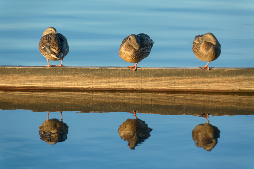 Three mallard ducks standing asleep on one leg on wooden plank at lake