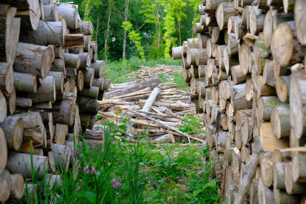 Trees and the pile of logs in the forest stock photo