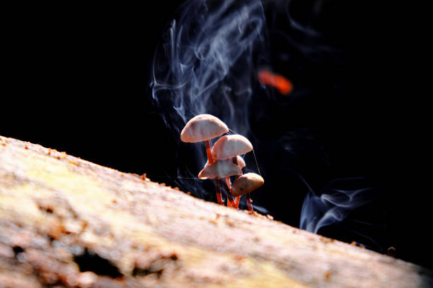 Selective focus shot of Mycena mushrooms and smoke stock photo