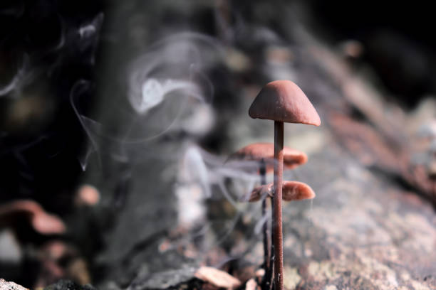 A selective focus shot of Mycena mushrooms and smoke on a trunk stock photo