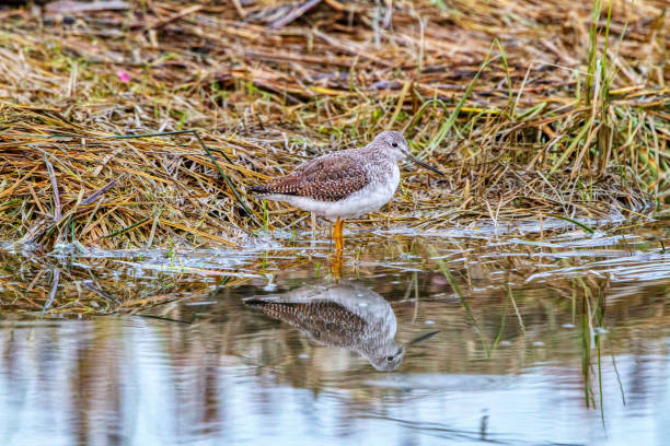 greater yellowlegs, Richmond, BC, Canada greater yellowlegs, Richmond, BC, Canada green sandpiper tringa ochropus stock pictures, royalty-free photos & images