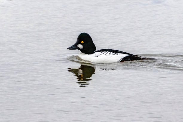 istock Common Goldeneye swimming in open water 1300547319