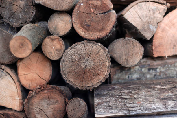 istock Pile of wood logs stumps for winter 1300548371