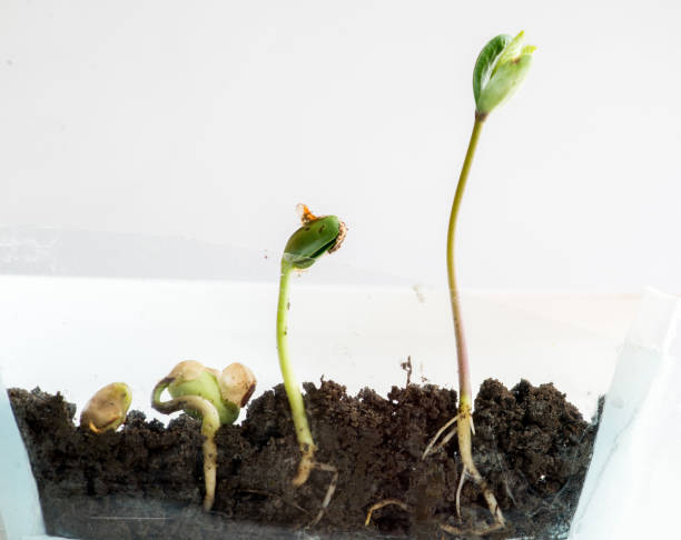 istock Sprouting of bobs in a transparent pot 1300549289