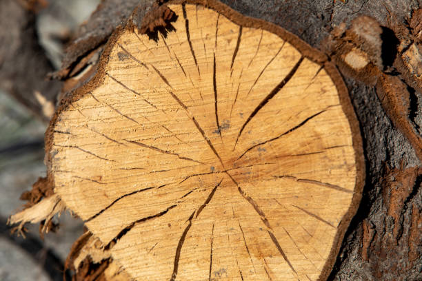 istock Cracked tree trunk cross section as exposed timber shrinks. Deep cracks, natural fissures, natural splits 1300549292