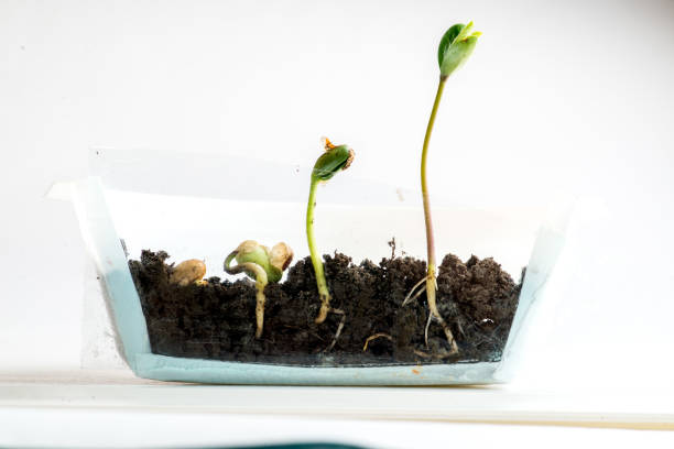 Sprouting of bobs in a transparent pot