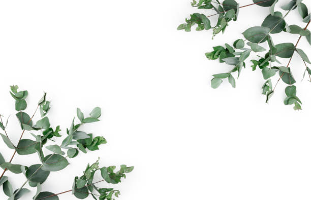 istock Frame, corner made of green Eucalyptus leaves and branches on white background. Floral composition. Feminine styled stock flat lay image, top view. Copy space. 1300549782