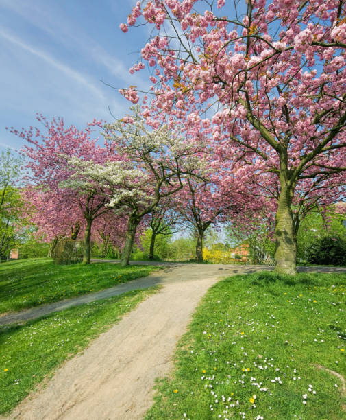 istock Footpath and blooming cherry trees in public park 1300550054
