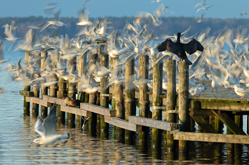 Flock of flying seagulls in blurred motion over jetty.  Silhouette of cormorant spreading wings.