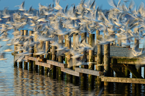 Flock of flying seagulls in blurred motion over jetty.