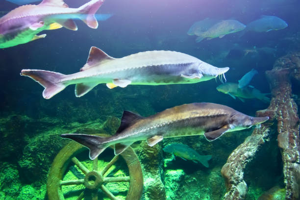 istock Siberian sturgeon Acipenser baerii. Wild life animal. 1300551201