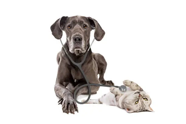 Photo of Great Dane dog using a stethoscope on a cat isolated on white background