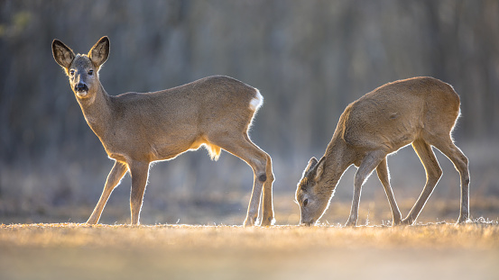 Two Roe deer (Capreolus capreolus) on clearing in Kiskunsagi National Park, Pusztaszer, Hungary. February.