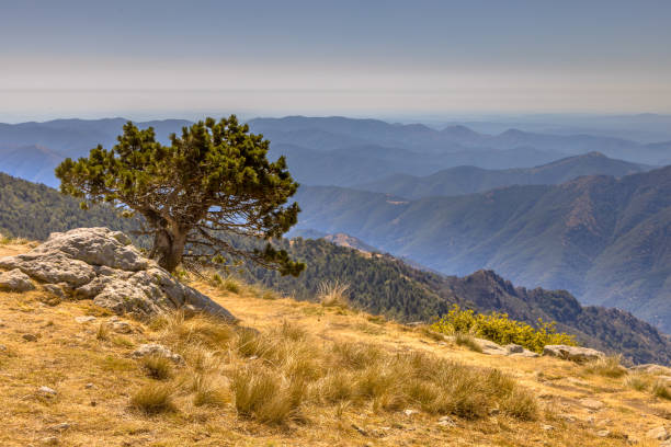 Sunny day over tree with blue sky in highland landscape on Mont Aigoual, Occitanie, France