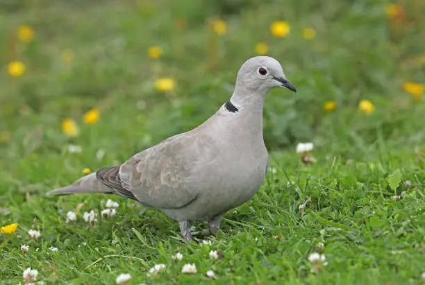 Eurasian Collared-dove (Streptopelia decaocto)  adult standing in grassy field"n"nEccles-on-Sea, Norfolk, UK            July