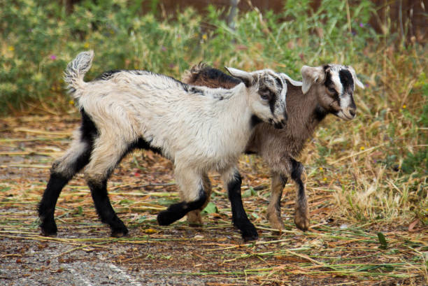 istock Two young goats on a road in Crete, Greece 1300552598