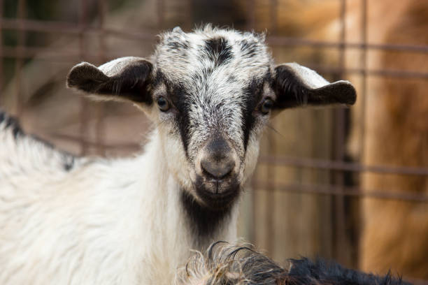 istock Kids young goats in Crete in Greece 1300552601