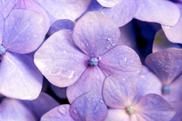 istock Purple flowers after the rain, background with copy space 1300554845