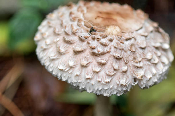 istock Umbrella mushroom Leucoagaricus nympharum in a pine forest 1300554886