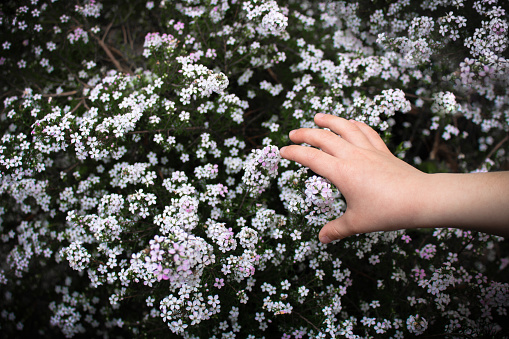 Detail of child's hand touching tiny white spring blossoms of diosma hirsuta outside in nature. Child exploring the natural world. Spring concept