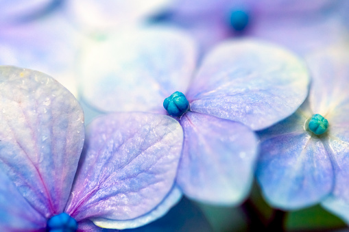 Closeup purple flowers after the rain, background with copy space, full frame horizontal composition