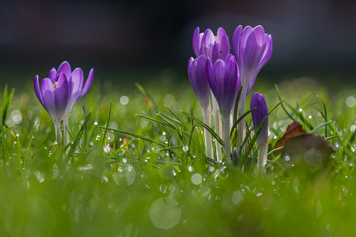 First purple Crocus flowers announcing that spring is coming with a bokeh background. Crocus is a genus of flowering plants in the iris family comprising 90 species of perennials growing from corms