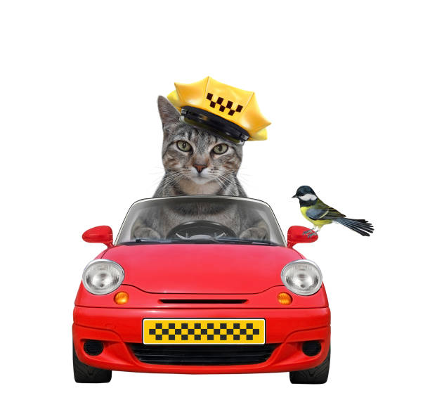 istock Cat gray drives red taxi car 1300558164