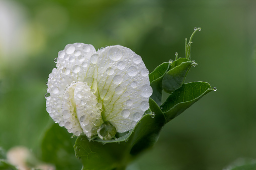 Macro shot of a pea (pisum sativum) flower covered in water droplets