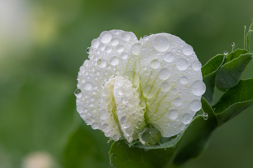 View of a white succlent flower.