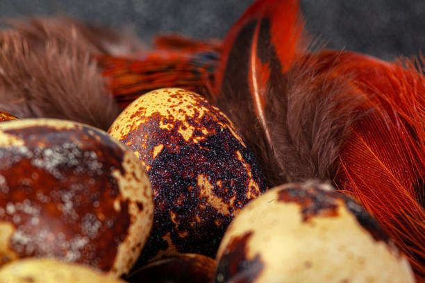 Easter quail eggs in feathers on dark background