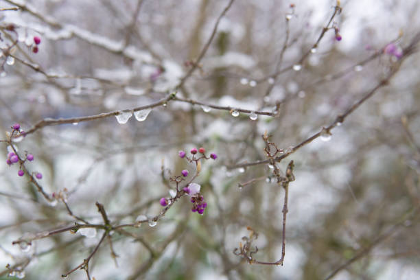 istock red multiflora rose covered by white snow in winter 1300564733