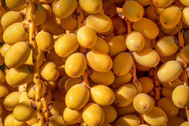 ripe dates growing on a date palm tree, Phoenix dactylifera Close up of ripe yellow dates on a date palm tree, Phoenix dactylifera, growing in a home garden. date palm tree stock pictures, royalty-free photos & images