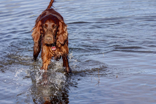 istock Irish Setter goes through the water towards the cameras. 1300566111
