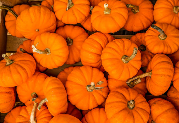 istock Orange pumpkins at a farmers open market. 1300566549
