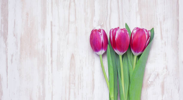 istock tulips on white wooden background 1300569317