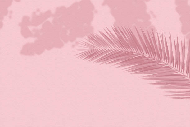 istock Pink soft cement texture wall leaf plant shadow background. Summer tropical travel beach with minimal concept. Flat lay pastel color palm nature. 1300569716