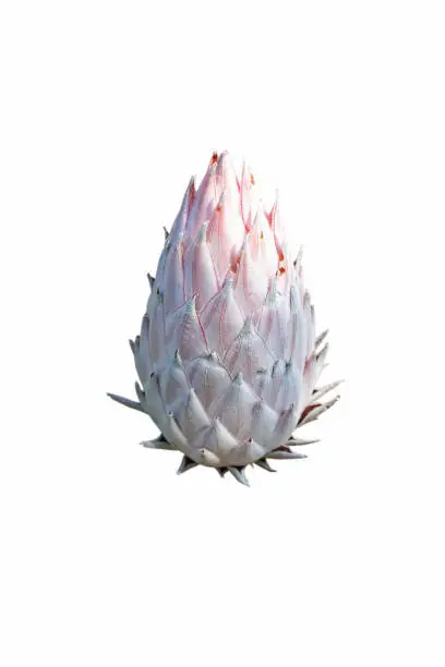 Protea cynaroides bloom isolated on white. National flower of the South Africa.