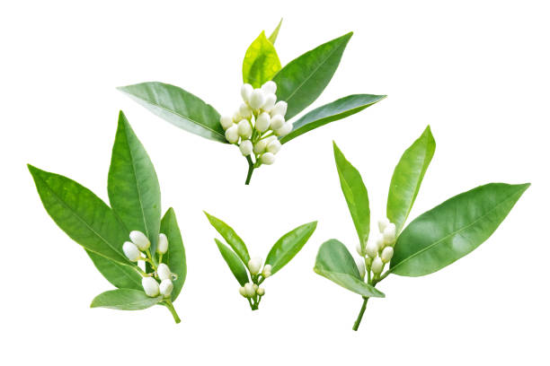 Orange tree flowers branches set isolated on white. Neroli blossom. White buds and green leaves.