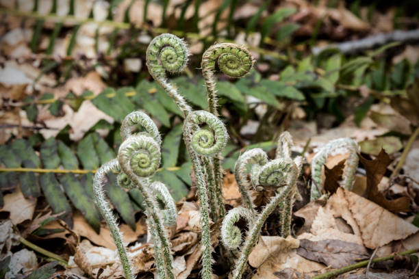 Christmas fern fiddleheads in springtime in Middlefield, Connecticut. Fiddleheads of the Christmas Fern, Polystichum acrostichoides, in springtime at Wadsworth Falls State Park in Middlefield, Connecticut. autotroph stock pictures, royalty-free photos & images