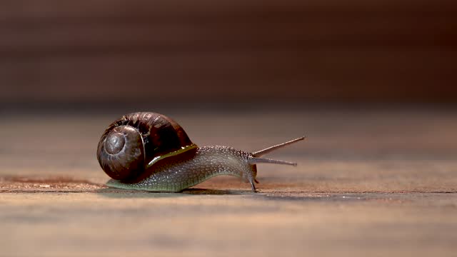 Brown snail gliding on dark brown wooden background