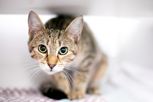 A tabby shorthair cat in a crouching position with a wide eyed expression and dilated pupils